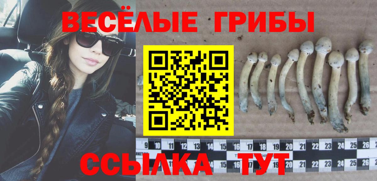 Галлюциногенные грибы Psilocybine cubensis Новосибирск